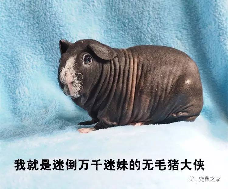 荷兰猪卖肉视频,又黑又大的荷兰猪