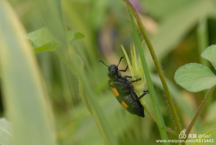 微距镜头下的昆虫视角,微距下的昆虫摄影