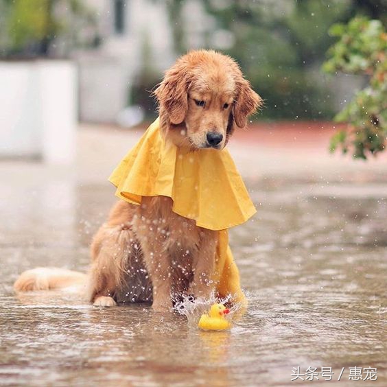 一下雨狗就害怕,下雨天狗狗太臭怎么办啊