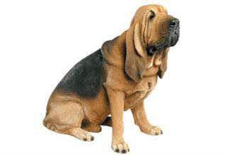 狗狗品种收集大全,收藏狗狗