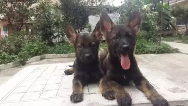 长沙人爱养什么品种的鸟,长沙人为什么喜欢养乌龟