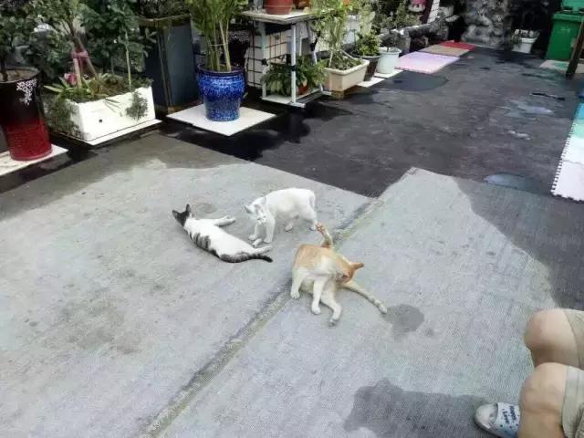 长沙人爱养什么品种的鸟,长沙人为什么喜欢养乌龟