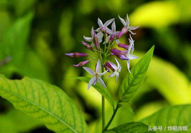 甘草十大功效,甘草泡水喝功效