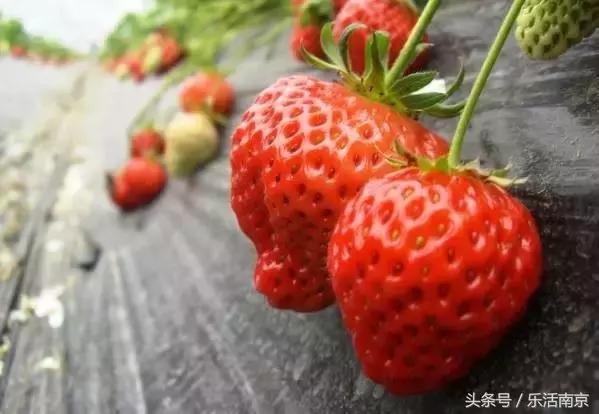 南京踏青赏梅乐享春光,赏梅园