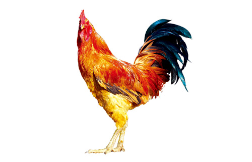 大连特产虾酱很臭为什么,大连有哪些特产适合带回家