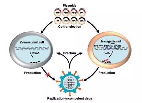 生物类似药上市历程,生物新药和生物类似药