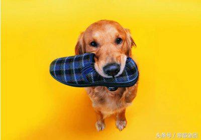 怎么让调皮狗变老实狗,让小可爱狗狗变乖乖