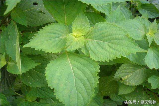 本草护肤养生,本草中药祛斑美白