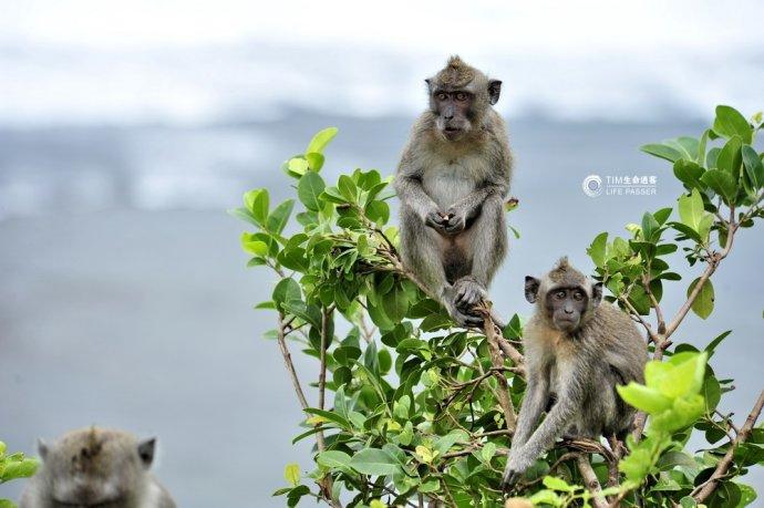 巴厘岛情人崖猴子,巴厘岛最美情人崖