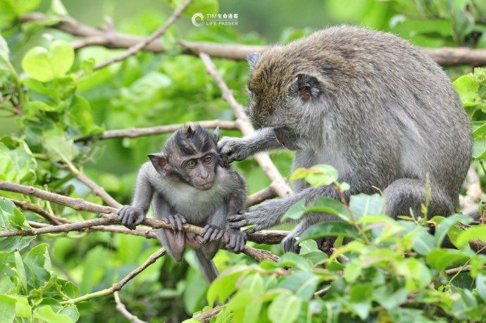 巴厘岛情人崖猴子,巴厘岛最美情人崖