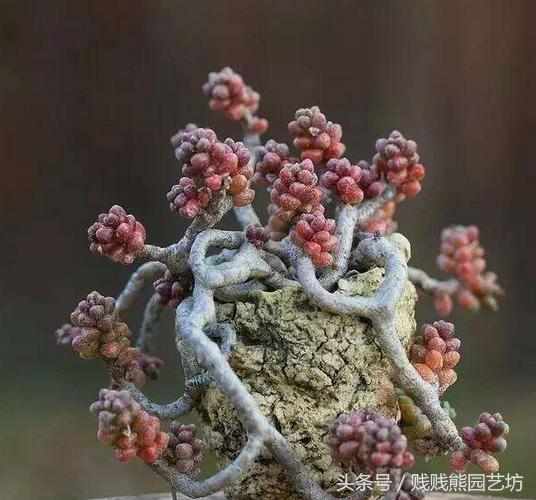 新手对多肉的忠告,多肉新手入门感受