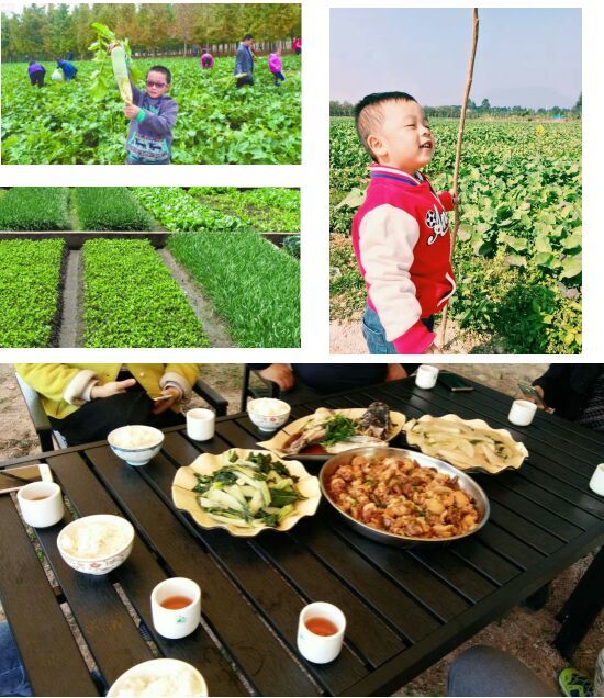 田野音乐会空降清逸园,花海与音乐,约不约?