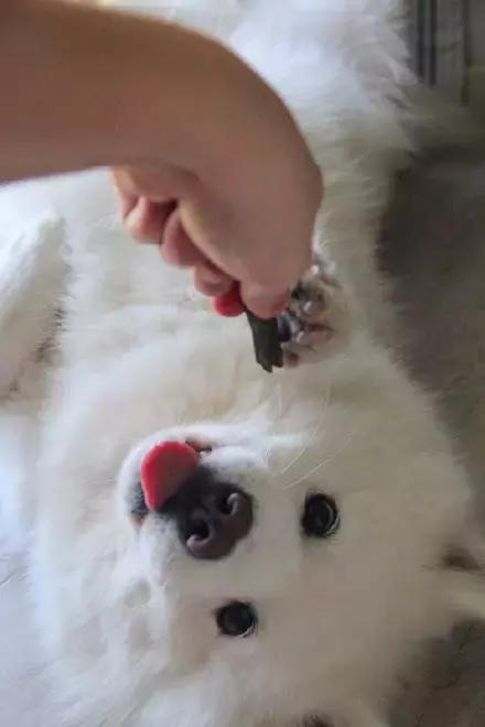 萌宠动物图鉴,萌宠萌图第591期