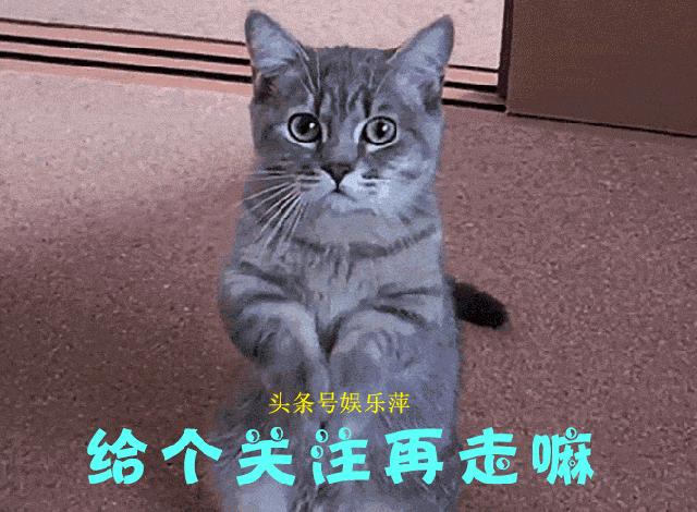 恶霸犬是最矮的吗,恶霸犬底盘低