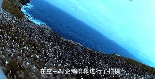 豆瓣9.7的企鹅版《无间道》，上演最萌版「原配撕小三」！