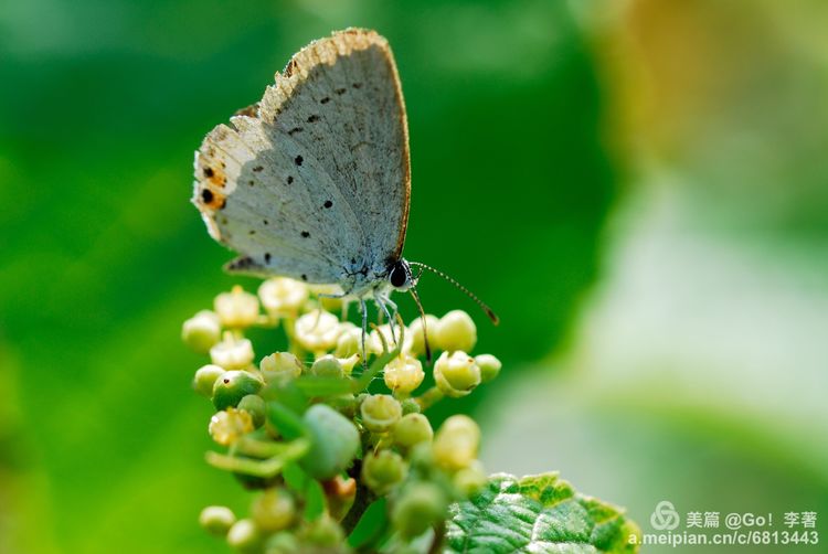 微距镜头下的昆虫视角,微距下的昆虫摄影