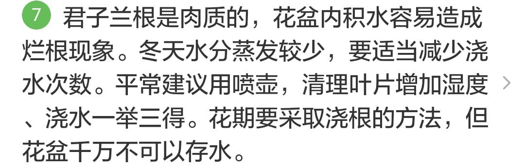 君子兰掉的小根能繁殖吗,君子兰繁殖不分盆好看吗