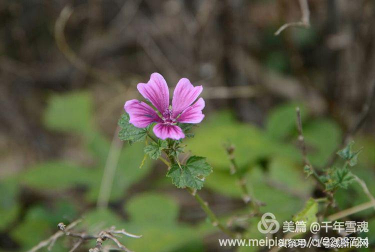 永远的余子店——文/刘宏冰