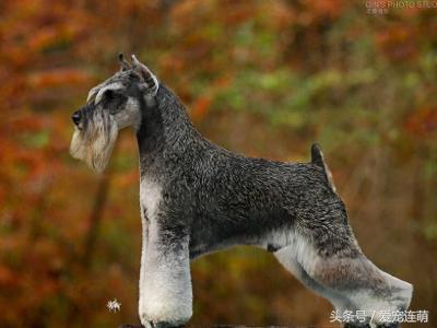 雪纳瑞体型测量,雪纳瑞体型参数