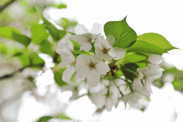 乐山的春天有多美,没去过乐山大佛但感觉去过