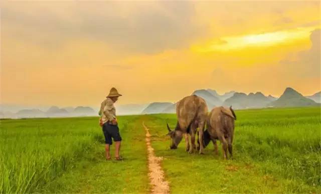 普者黑三生三世十里桃花风景,丘北普者黑十里桃花