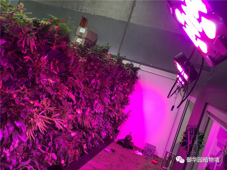 植物补光灯效果图大全,稀罕植物