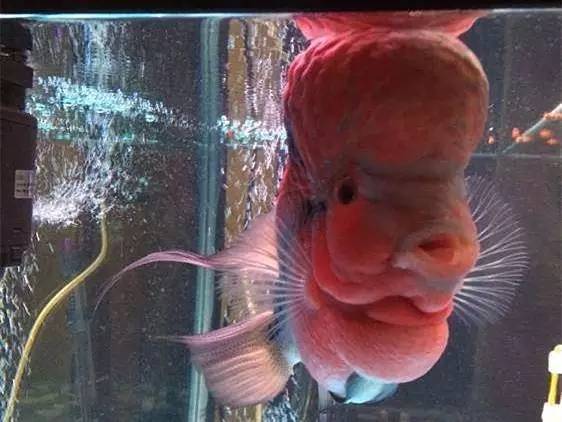 罗汉鱼生病的症状,罗汉鱼长得慢是什么原因