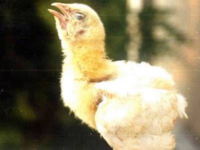 家禽黄曲霉菌的治疗,禽类霉菌预防药有哪些