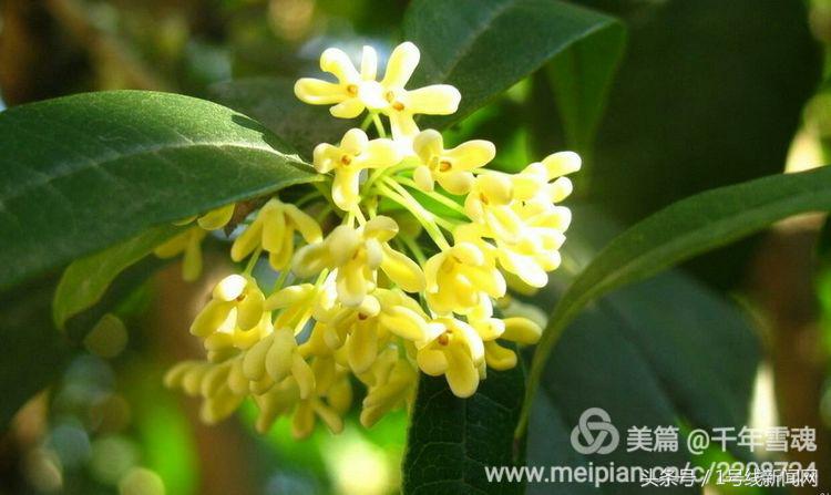 永远的余子店——文/刘宏冰