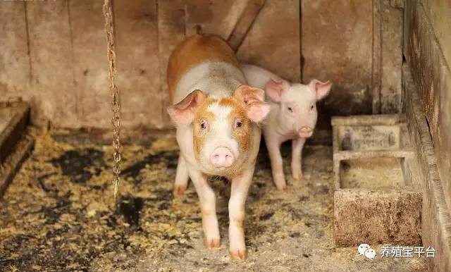 母猪产后没奶仔猪该咋办,母猪产后没奶水人工怎么喂小猪