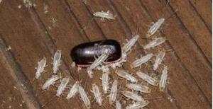 小蟑螂什么品牌蟑螂药消灭最彻底,蟑螂消灭方法及蟑螂药哪种好