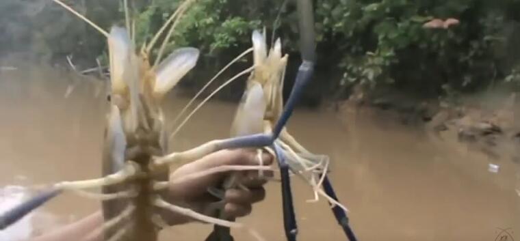 男子在河道钓龙虾,河里捕捉野虾视频