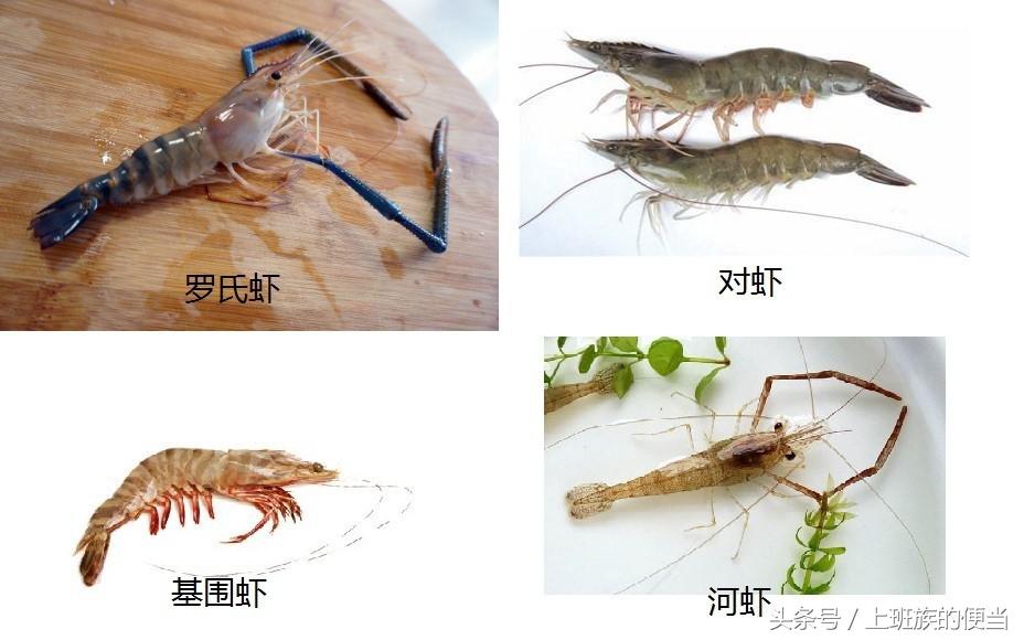 12种常见虾图解大全,给你科普一下虾的种类