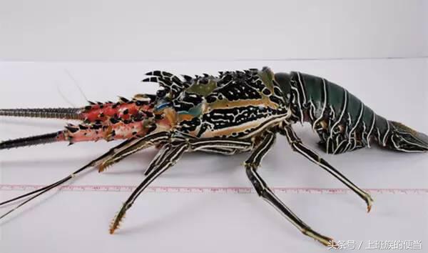 12种常见虾图解大全,各种虾的区别及图片