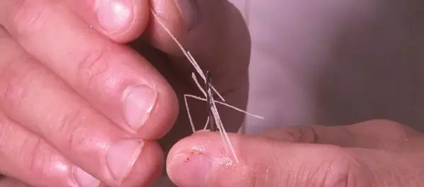 天津非遗津沽龙须面,津沽雪花龙须面
