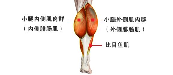 常见的小腿肌肉,怎样锻炼小腿腿部肌肉