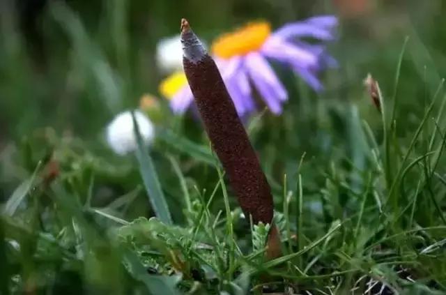 刘虎岐：想要种中草药赚钱，你先得了解它们！