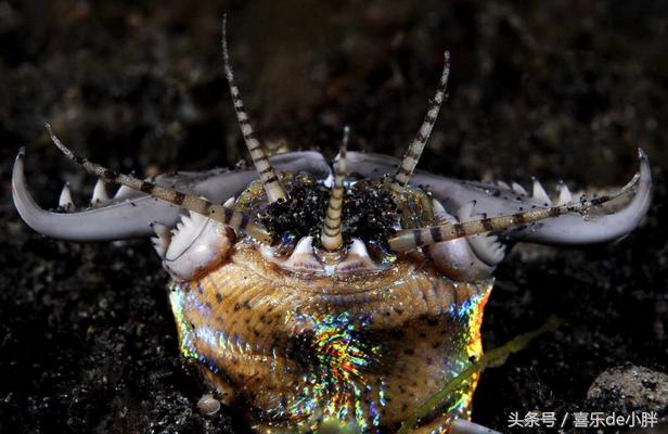 世界上十大最怪异的海洋生物,十种奇特的海洋生物