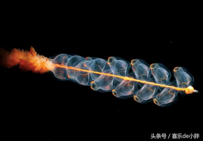 世界上十大最怪异的海洋生物,十种奇特的海洋生物