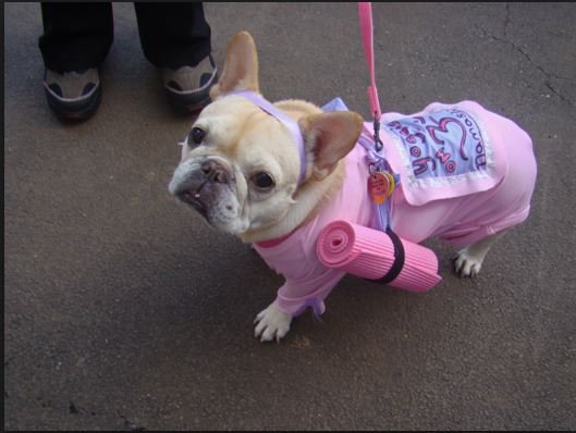 犬式瑜伽狗狗,狗狗瑜伽视频动作大全