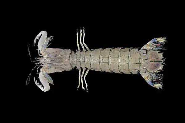 好吃的皮皮虾网红,椒盐皮皮虾人气