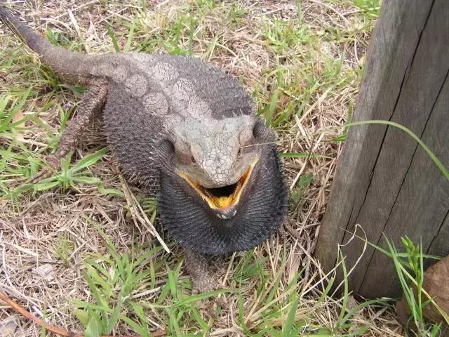 黑色鬃毛的狮子厉害吗,黑色鬃狮蜥