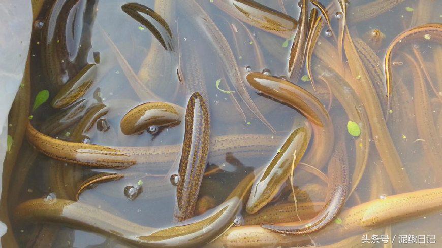 泥鳅和黄鳝哪个更贵一点,鳝鱼和泥鳅有价格区别吗