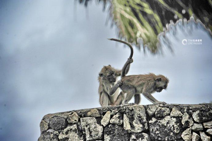 巴厘岛情人崖猴子,巴厘岛最美情人崖
