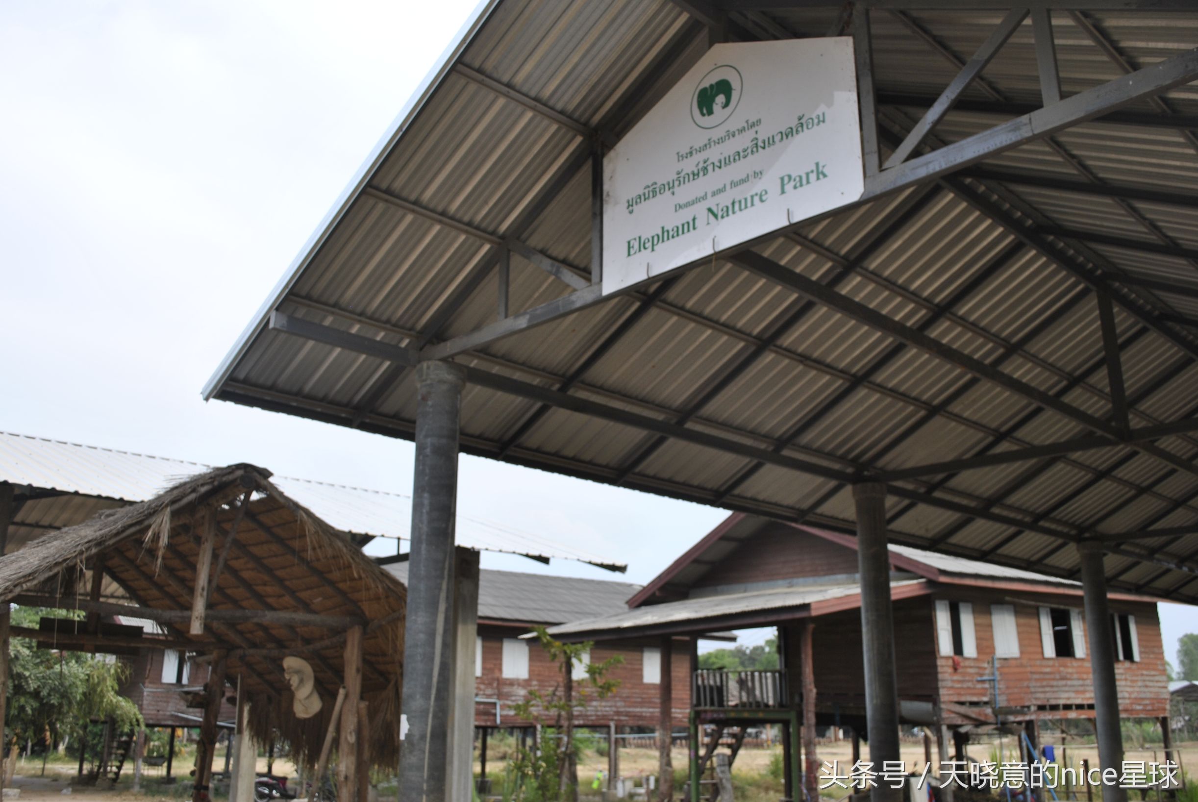 泰国大象旅行记,泰国旅游跟大象近距离接触