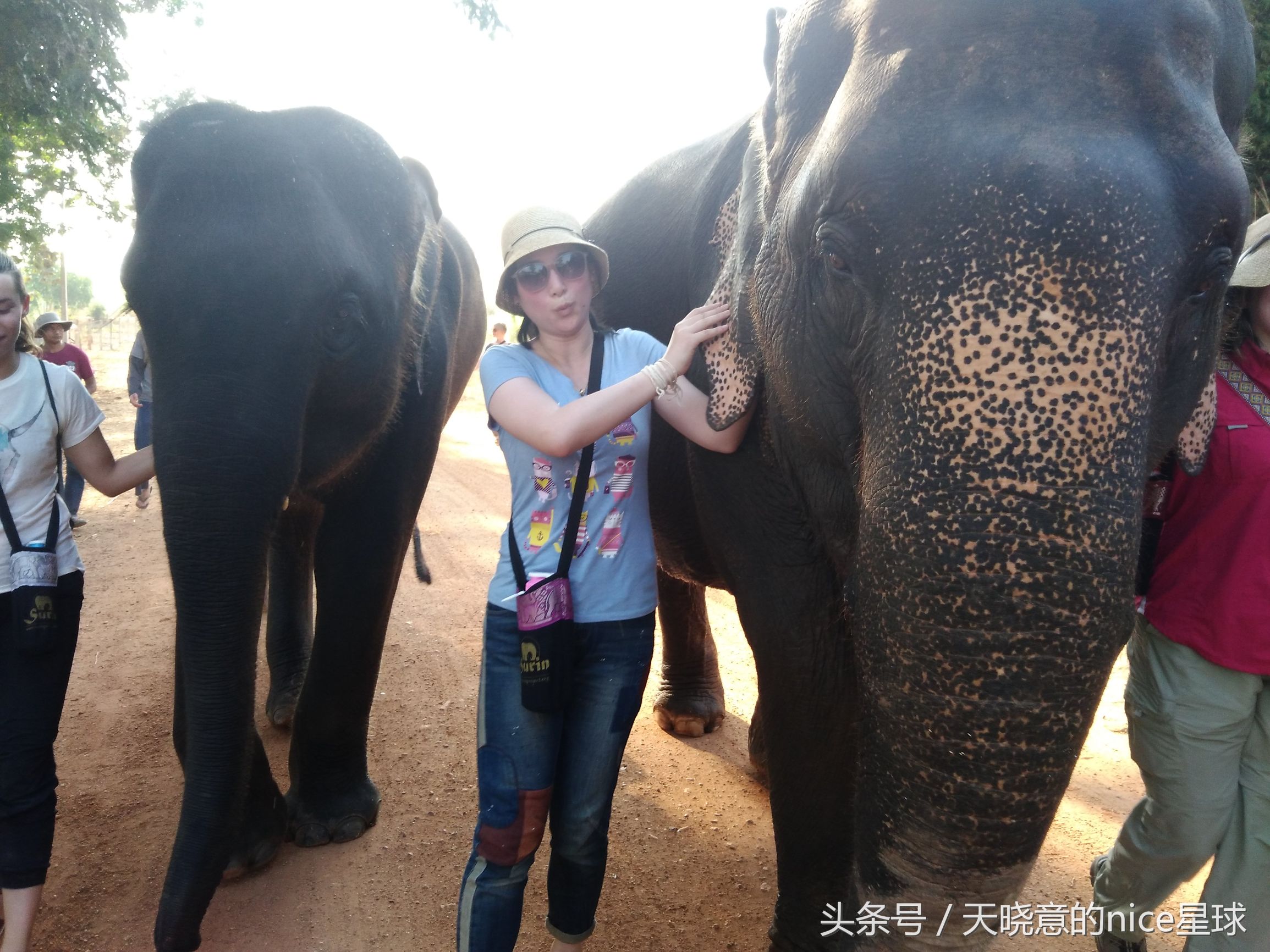 泰国大象旅行记,泰国旅游跟大象近距离接触