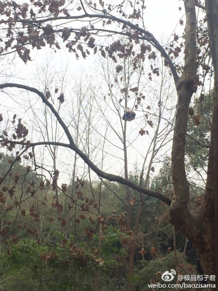 中国十大最火的外国网红,抖音百万网红姐弟抱大腿