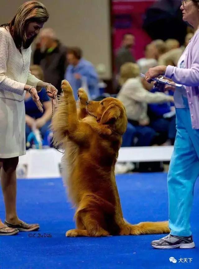 殿堂人物:采访美国金毛领军人物—TonyaStruble