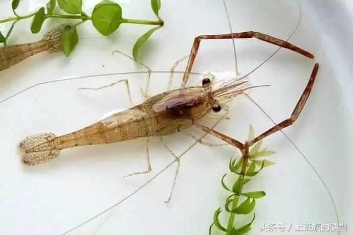 罗氏虾和明虾基围虾图片对比,如何分辨罗氏虾明虾