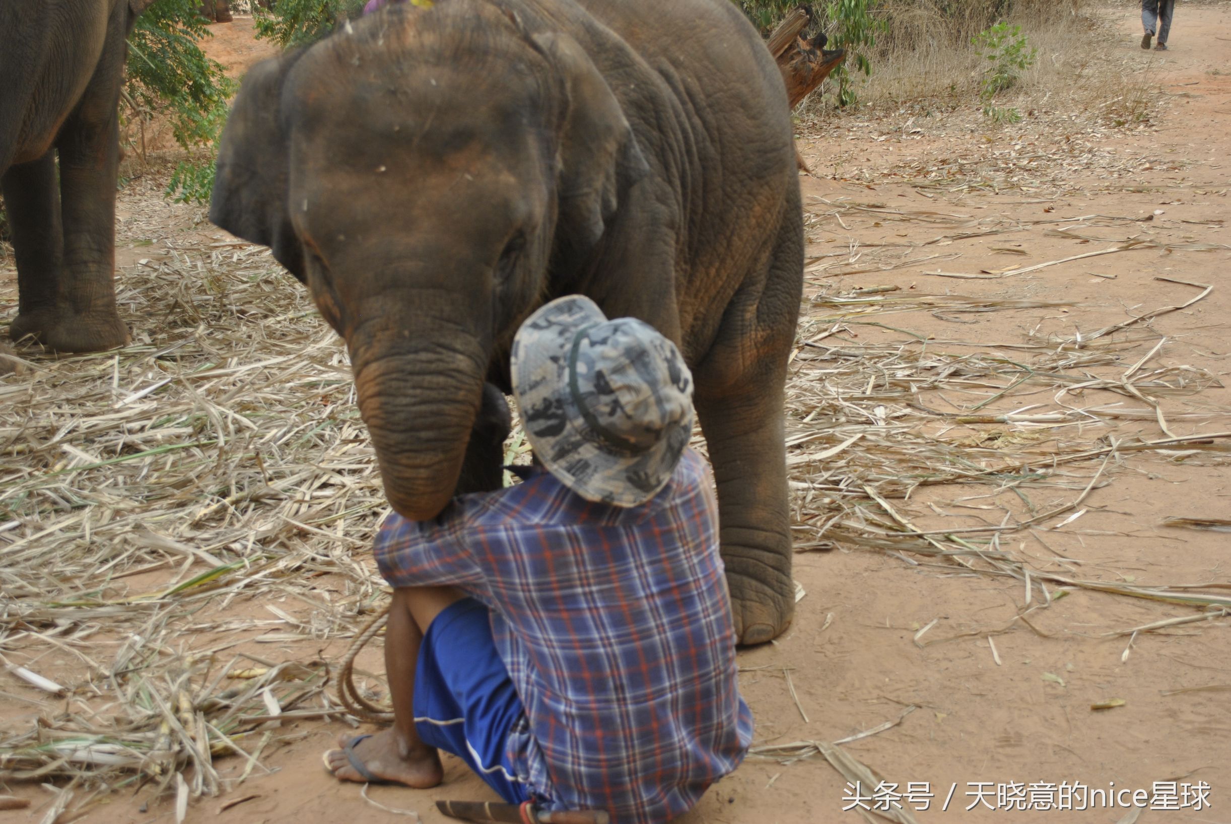泰国大象旅行记,泰国旅游跟大象近距离接触